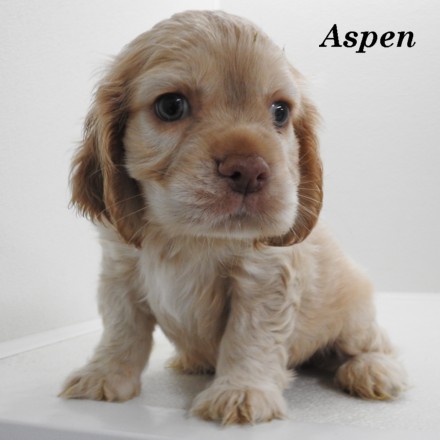 puppy, for, sale, Cocker Spaniel, Joe & Cherri  Overlease, dog, breeder, Miller, MO, dog-breeder, puppy-for-sale, forsale, nearby, find, puppyfind, locator, puppylocator, aca